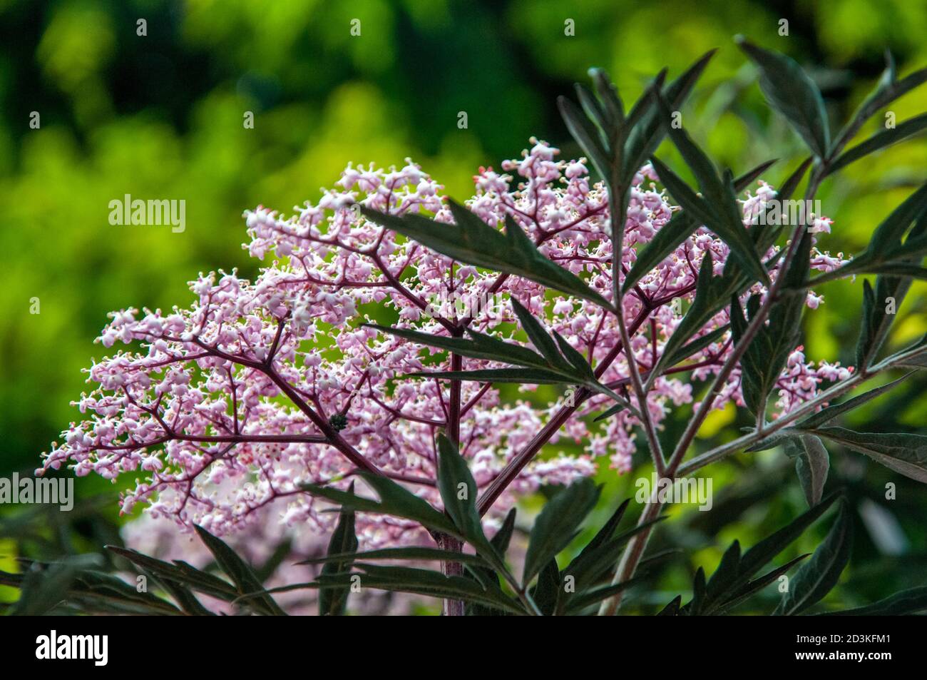Elderflower tree hires stock photography and images Alamy