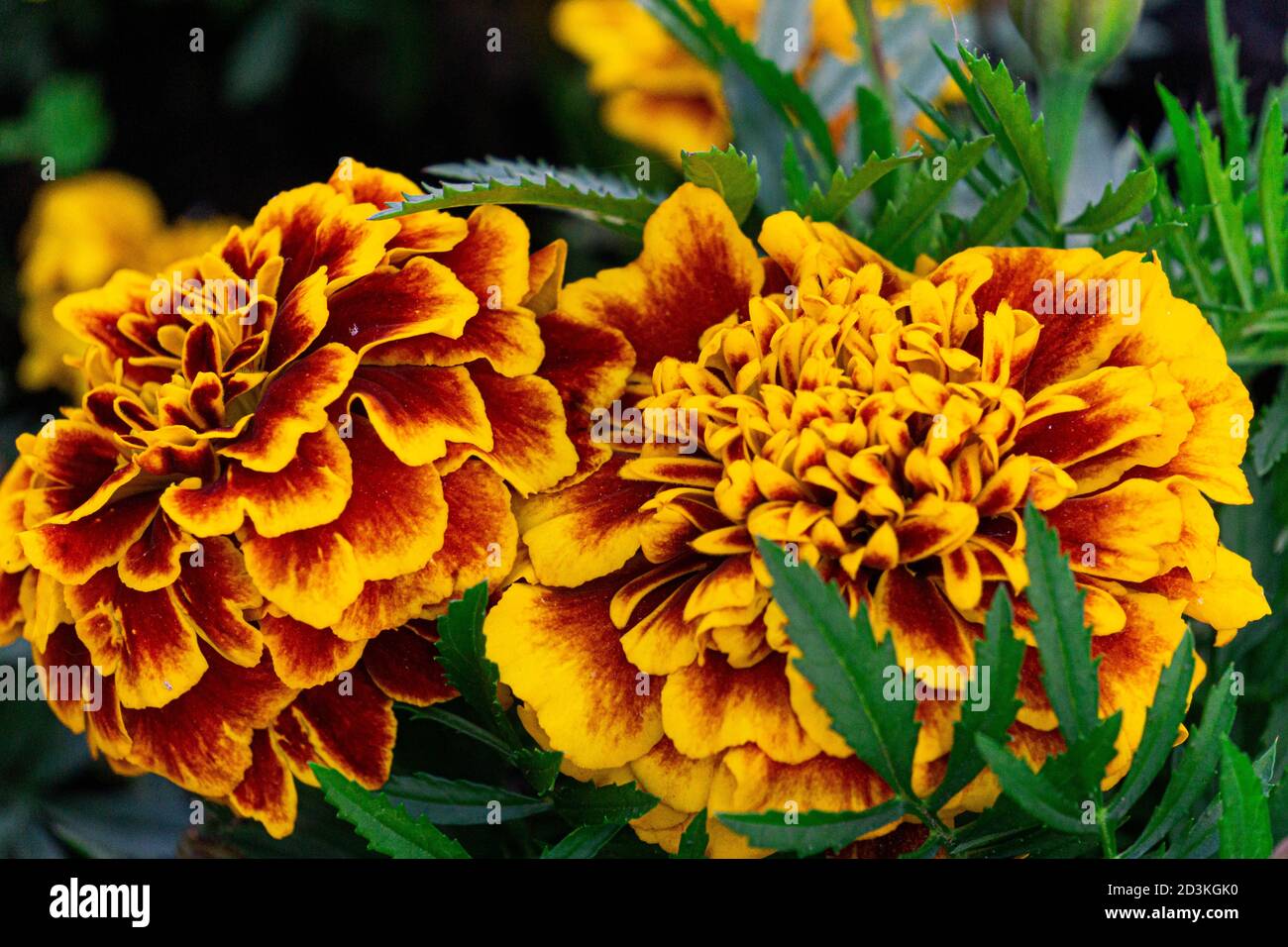Delicate orange-yellow marigolds on a flowerbed in a park. Stock Photo