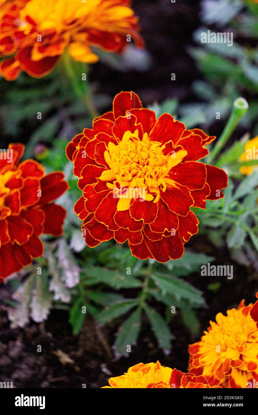 Delicate orange-yellow marigolds on a flowerbed in a park. Stock Photo