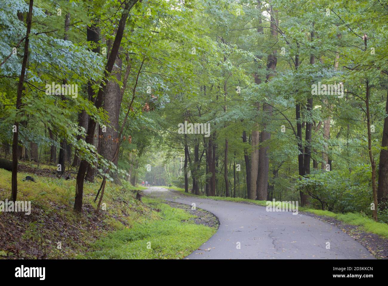 A lush green forest with beautiful trees and a long windy road going ...