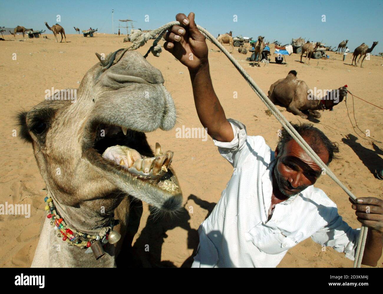 A Rajasthani nomad holds his camel during an annual bazaar in the desert  town of Pushkar, in Rajasthan state some 320 km (200 miles) southwest of  New Delhi, November 16, 2002. Hundreds