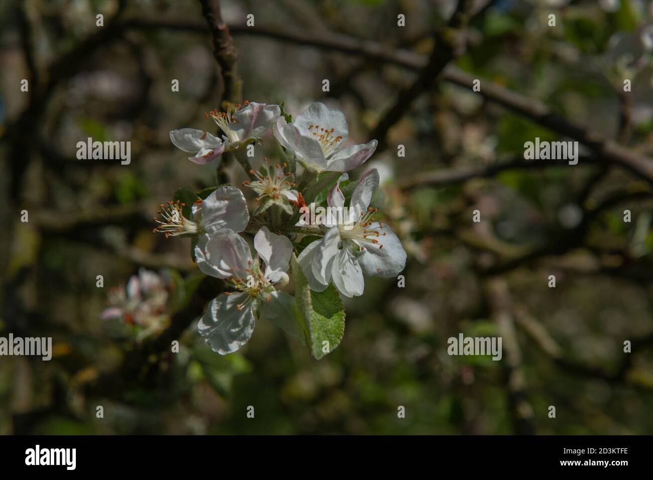 Apple Tree Flower, France Stock Photo Alamy