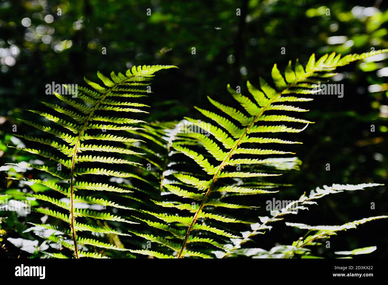 Nature background. Flora and fauna on the woodlands floors of the UK. The dark, damp conditions require hardy plants which can survive and flourish in Stock Photo