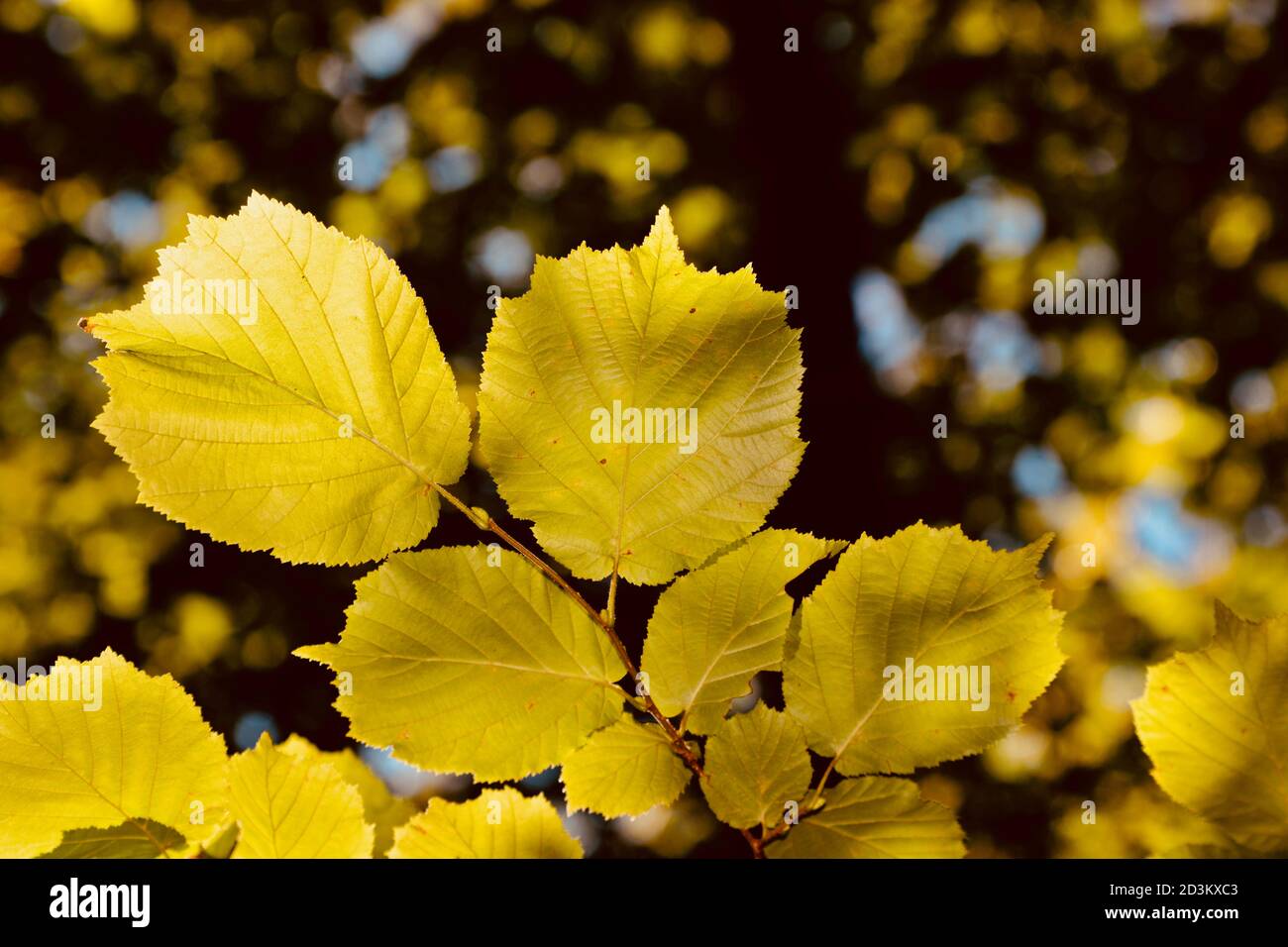 Nature background. Flora and fauna on the woodlands floors of the UK. The dark, damp conditions require hardy plants which can survive and flourish in Stock Photo