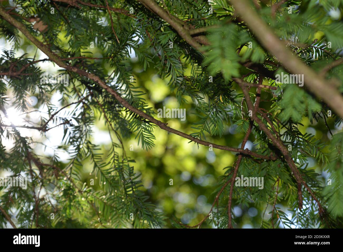 Nature background. Flora and fauna on the woodlands floors of the UK. The dark, damp conditions require hardy plants which can survive and flourish in Stock Photo