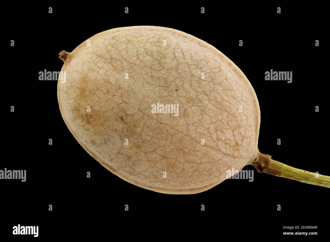 Alyssoides utriculata, Greek bladderpod, Blasenschötchen, close up, fruit Stock Photo