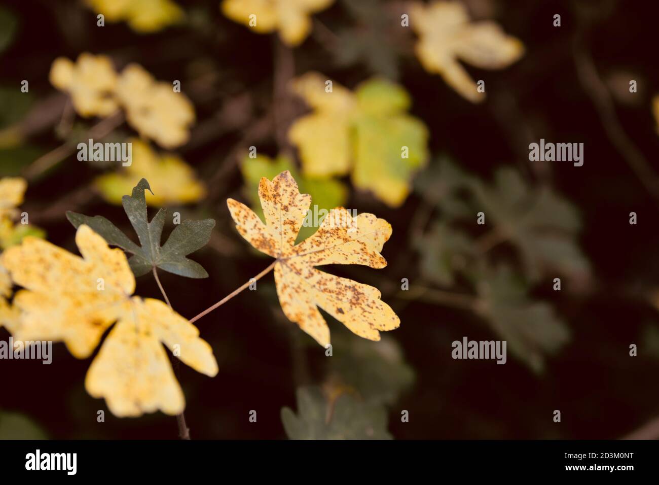 Nature background. Flora and fauna on the woodlands floors of the UK. The dark, damp conditions require hardy plants which can survive and flourish in Stock Photo