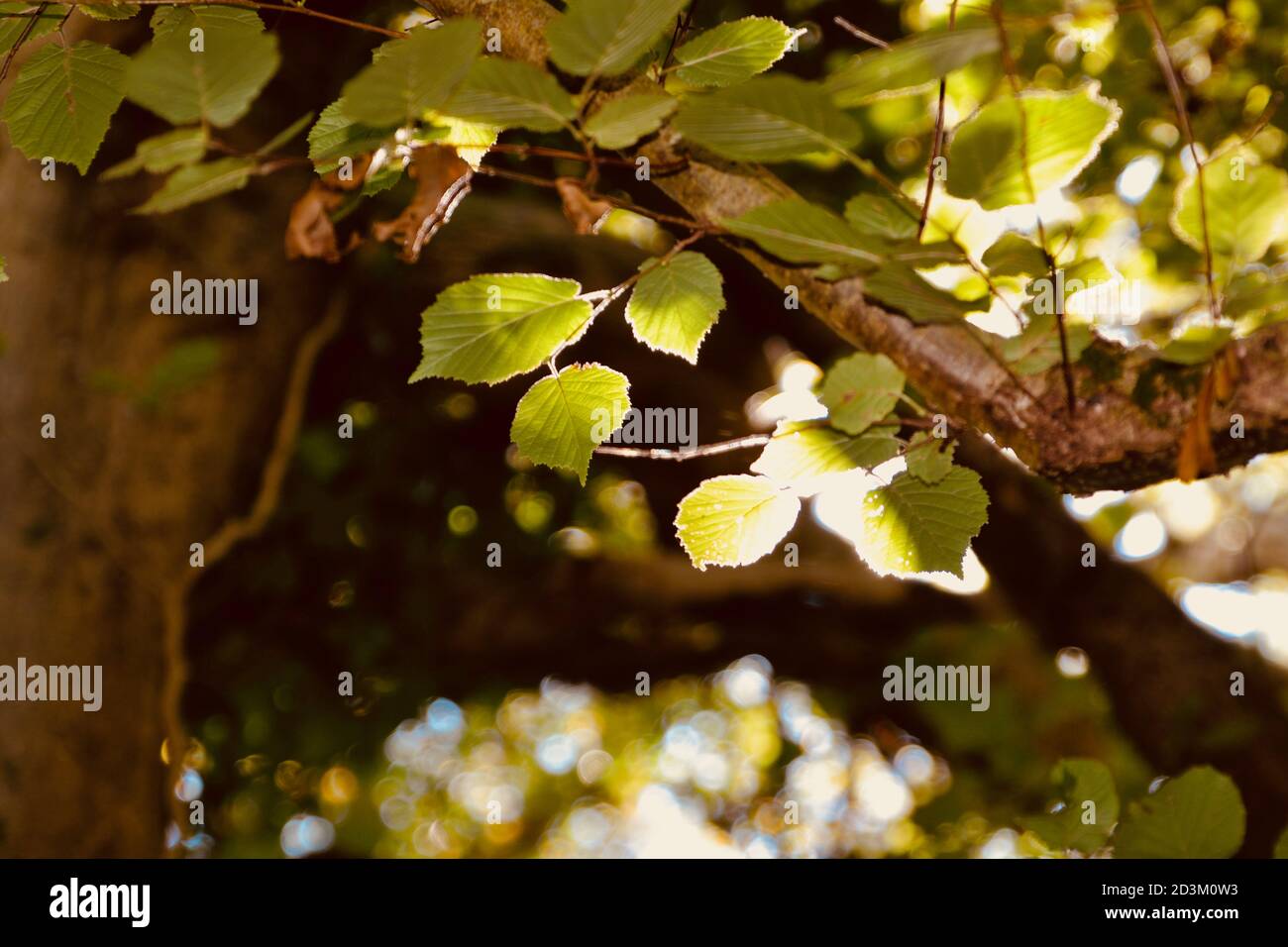 Nature background. Flora and fauna on the woodlands floors of the UK. The dark, damp conditions require hardy plants which can survive and flourish in Stock Photo