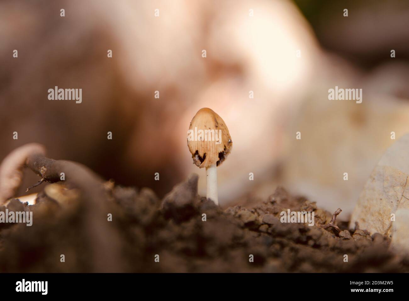 Mushrooms grow in the dark damp conditions of the forest floor amongst ...