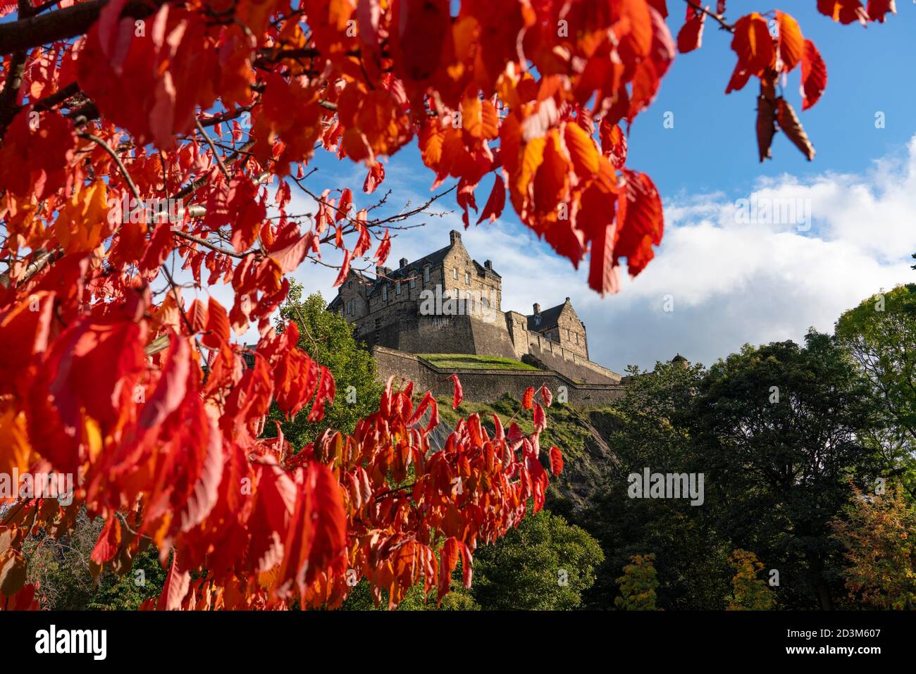 Edinburgh, Scotland, UK. 8 October 2020. Seasonal autumnal red leaves on a tree frame Edinburgh Castle from East Princes Street Gardens on a sunny autumn afternoon. Iain Masterton/Alamy Live News Stock Photo