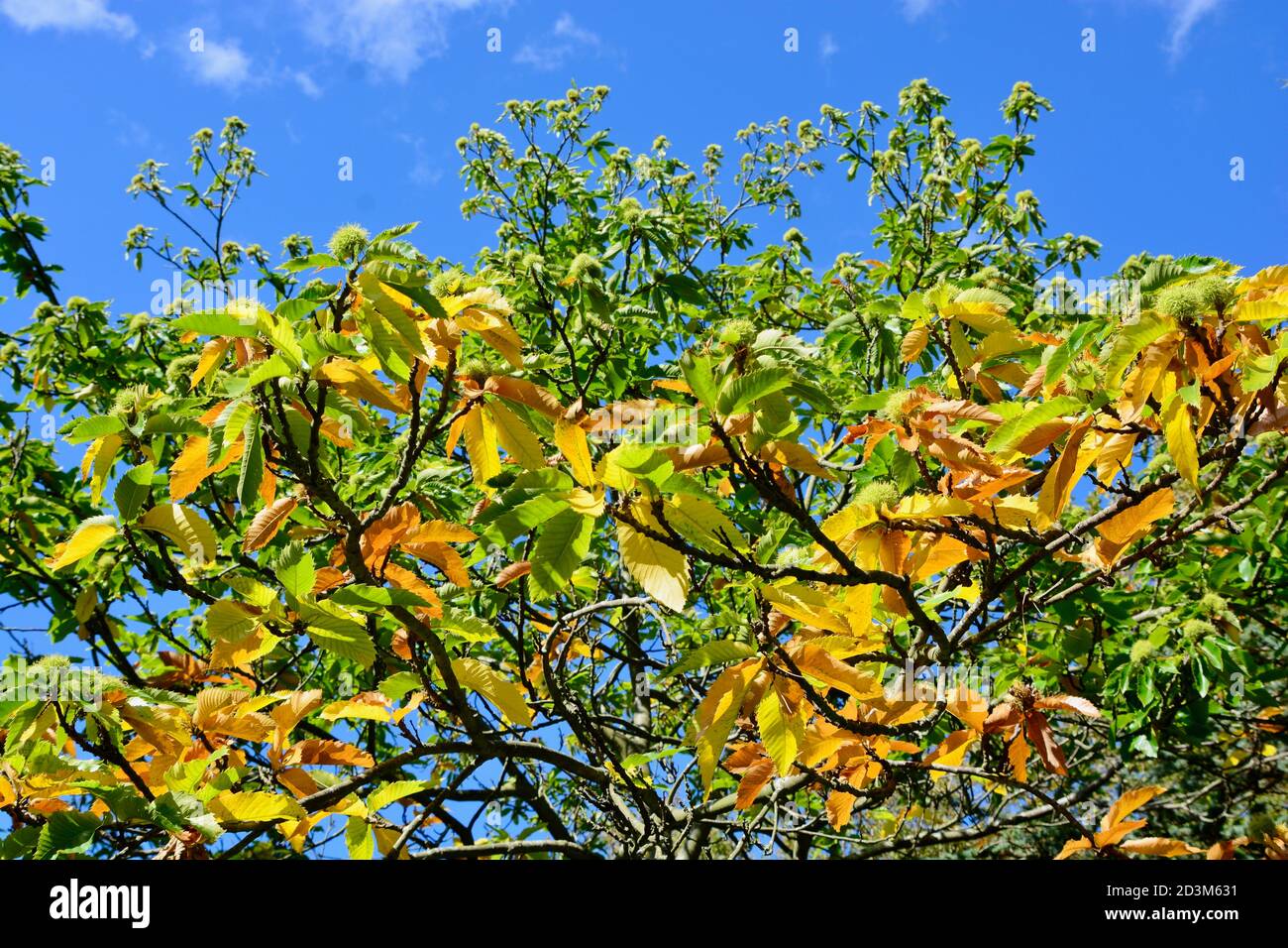 Looking up at tree canopies in Autumn with leaves changing colour and ...