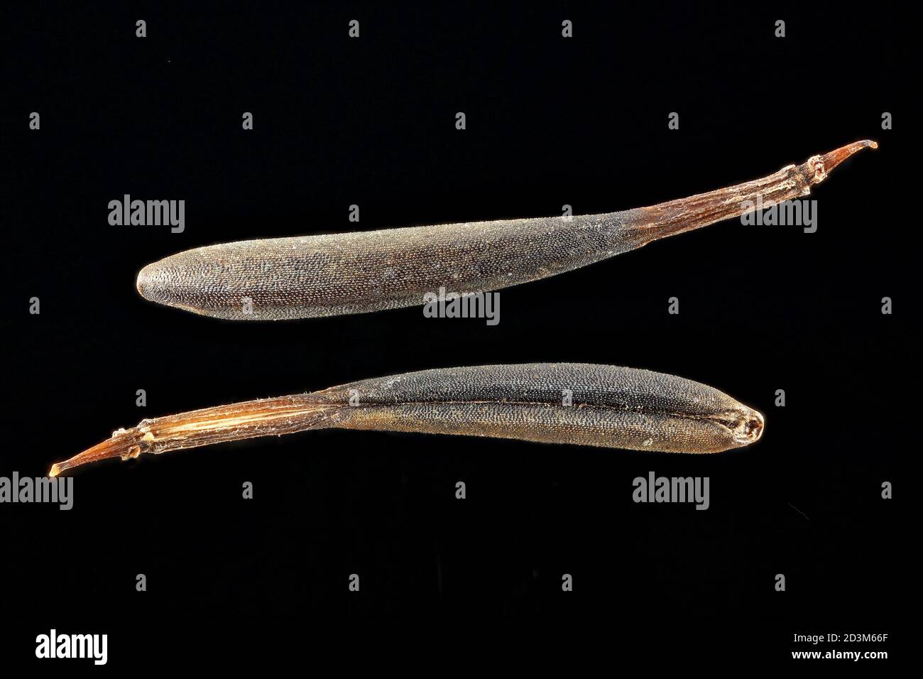 Anthriscus cerefolium, Chervil, Garten-Kerbel, close up, seeds (fruits), 7-9 mm long Stock Photo
