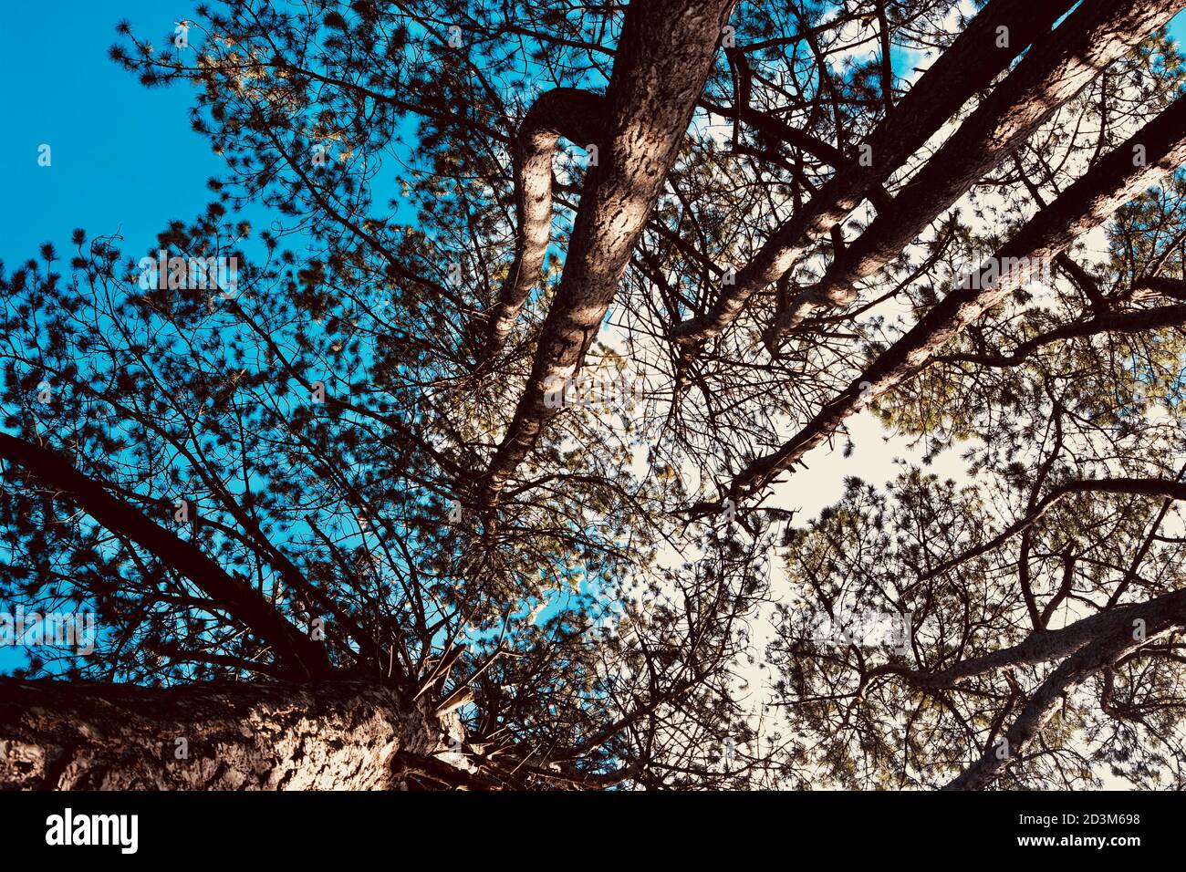 Looking up at tree canopies in Autumn with leaves changing colour and ...