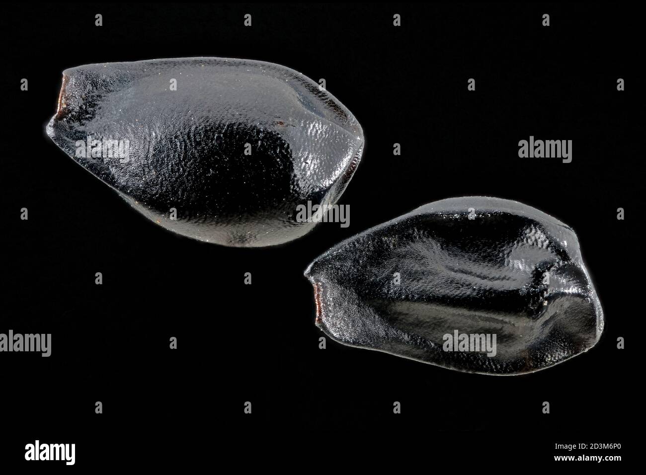 Aquilegia atrata, Dark columbine, Dunkle Akelei, close up, seeds, 2 mm long Stock Photo