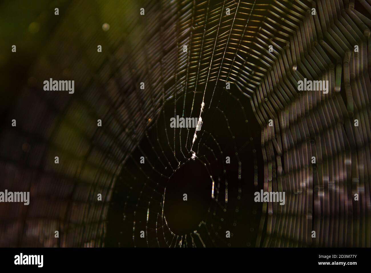 Closeup veiw of a spider web with great color and a black background. Stock Photo