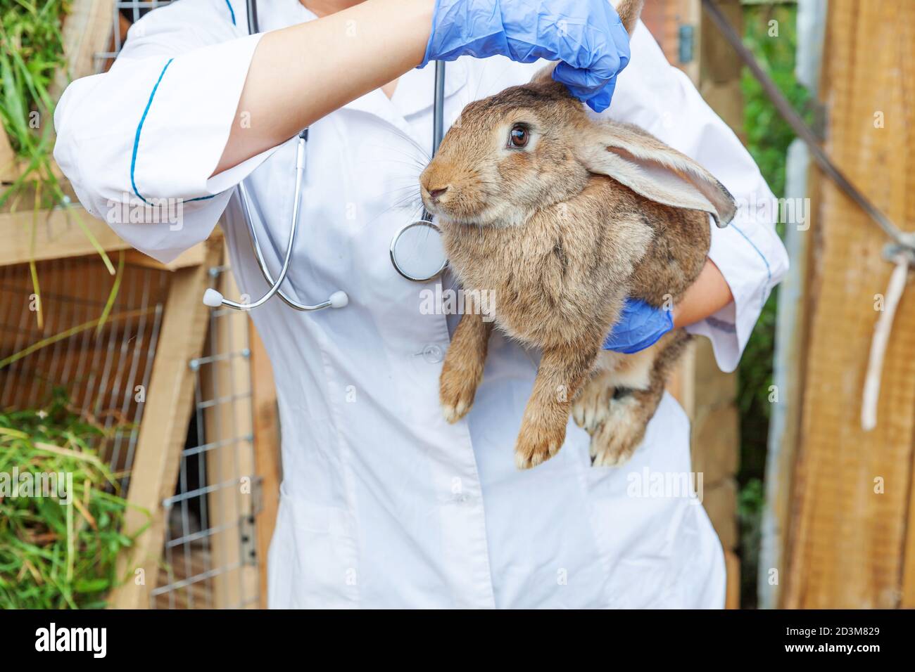 Veterinarian woman with stethoscope holding and examining rabbit on