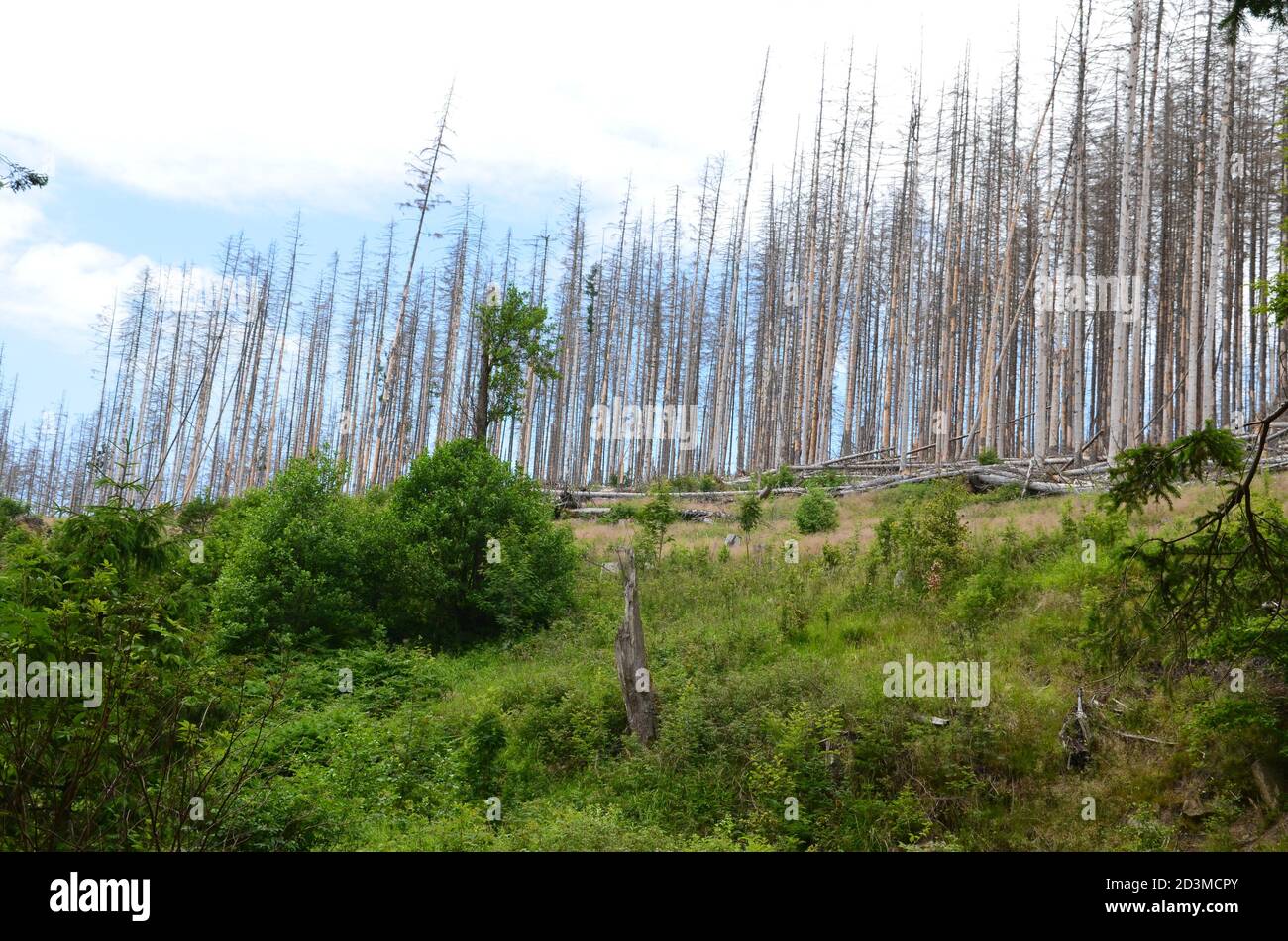 ecological destruction at Harz low mountain range Stock Photo