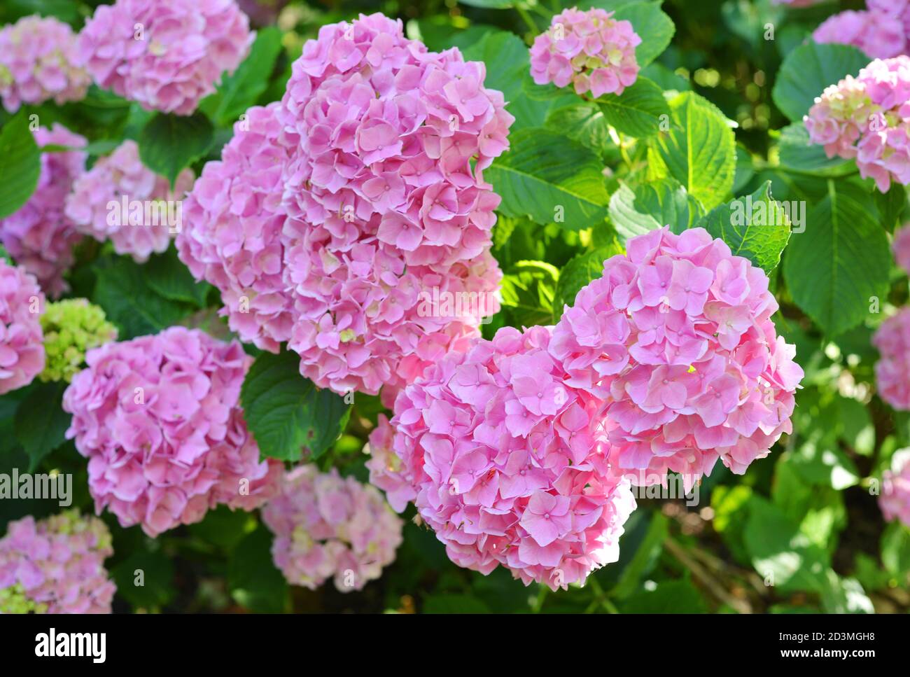 Hydrangea Hortensia pink Stock Photo - Alamy
