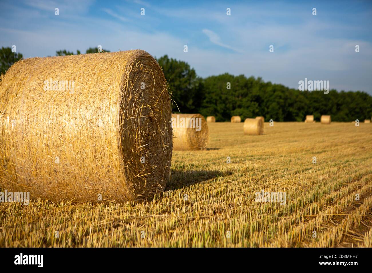 Harvested hay bales in field Stock Photo