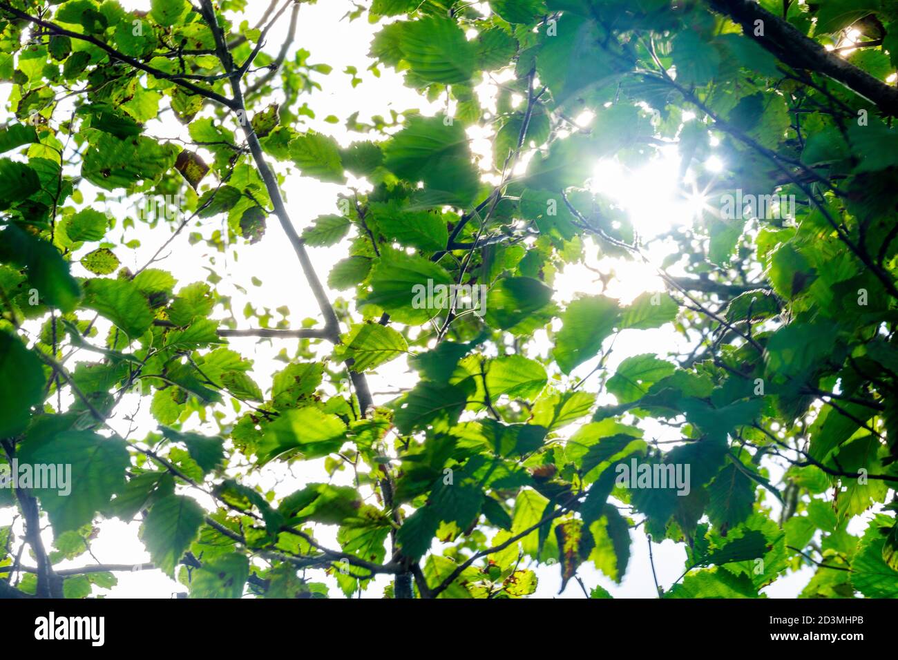Treetop green foliage. Outdoor nature park landscape background. Sun in