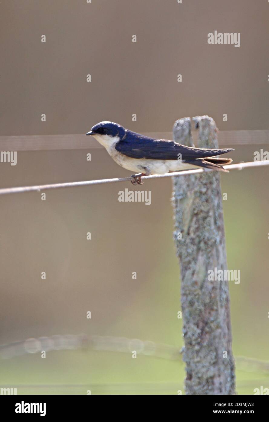 Chilean Swallow (Tachycineta leucopyga) adult perched on fence wire  Buenos Aires Province, Argentina        January Stock Photo