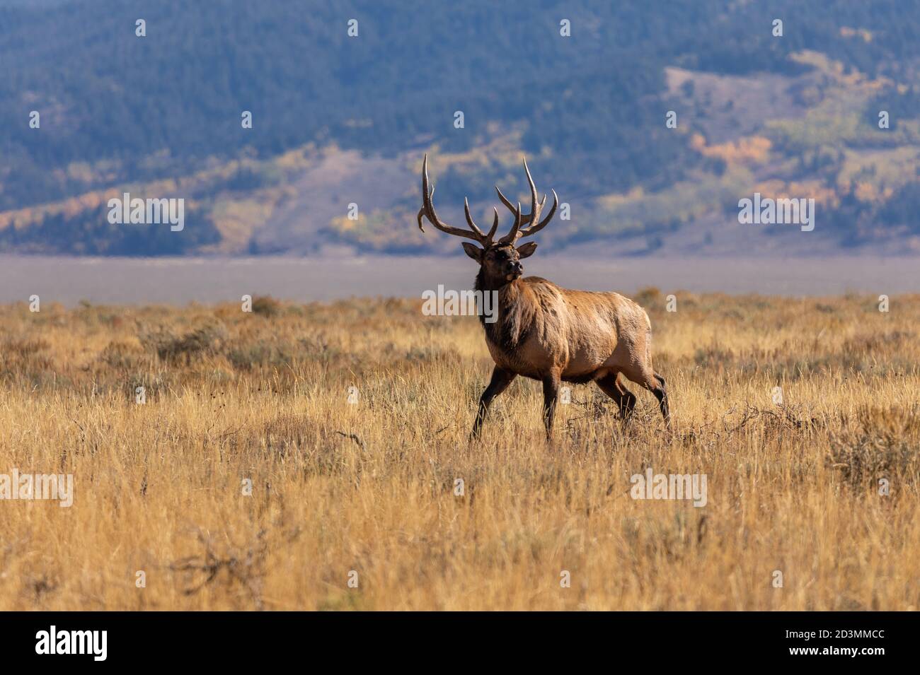 Elk In Fall Bull Elk in the Fall Rut in Wyoming Stock Photo - Alamy