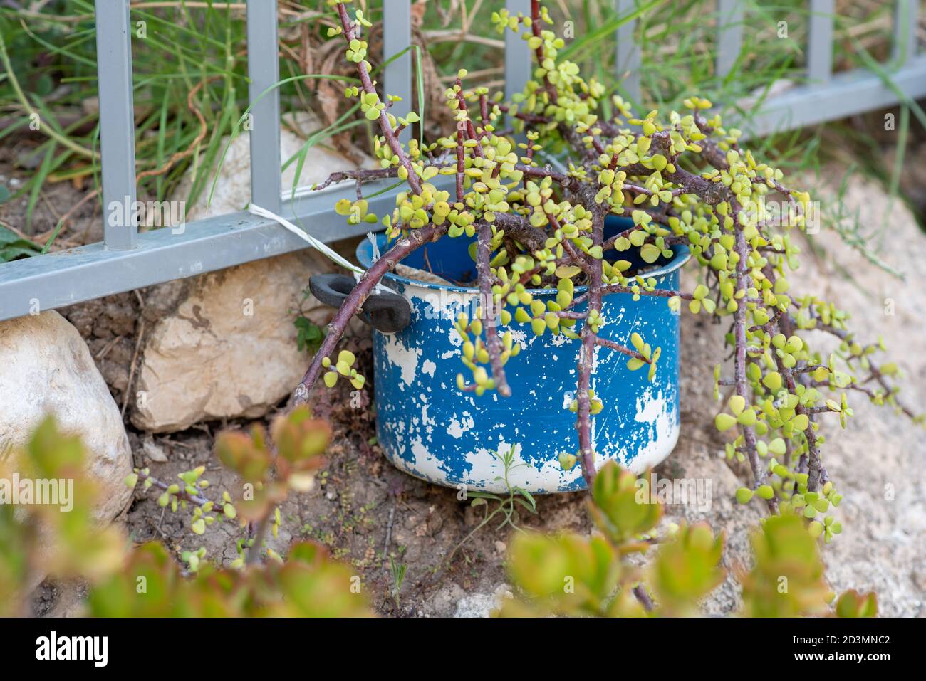 Recycled garden design and low-waste lifestyle. Hanging succulent plant ...