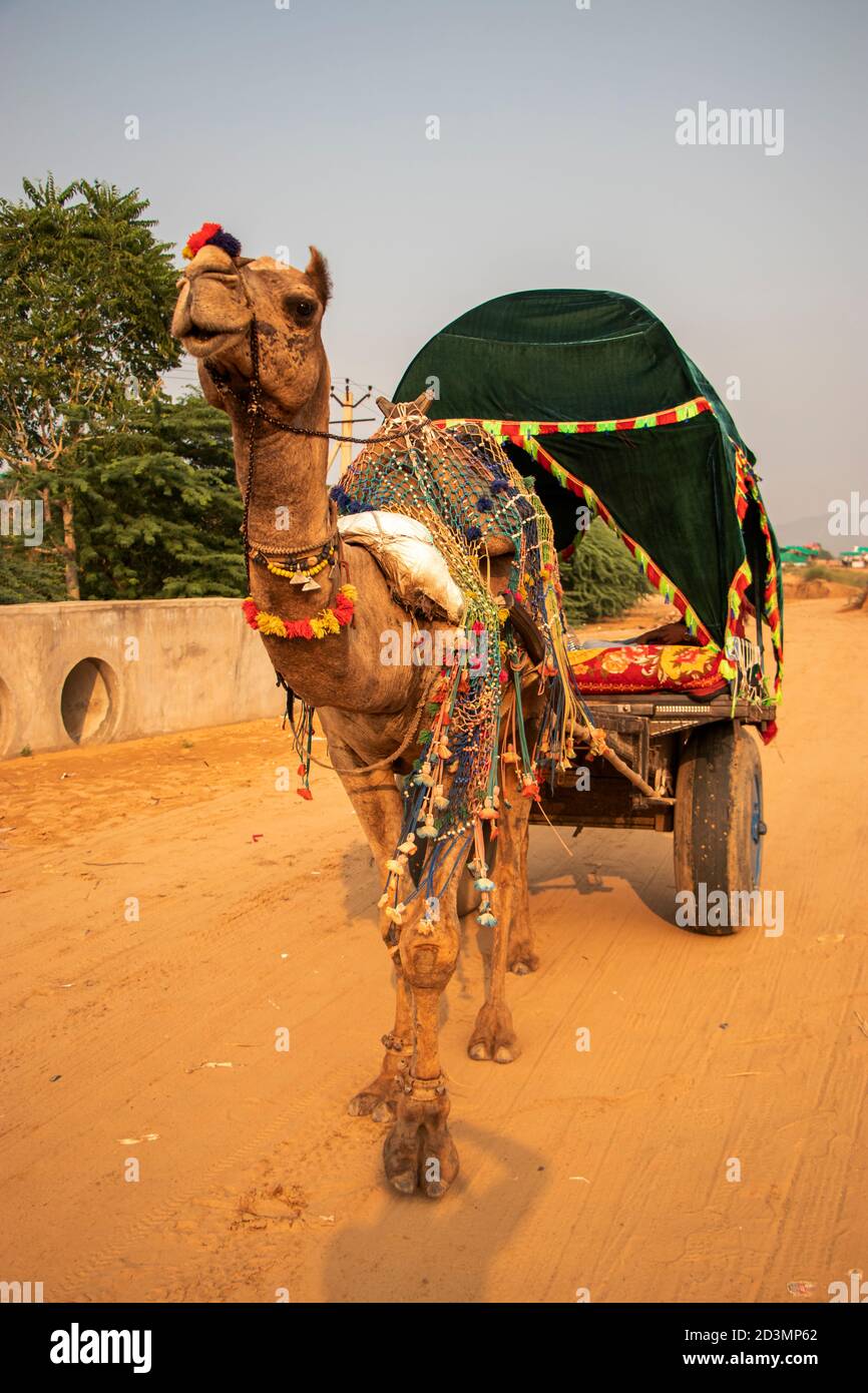 Camel cart traditional indian transport hires stock photography and