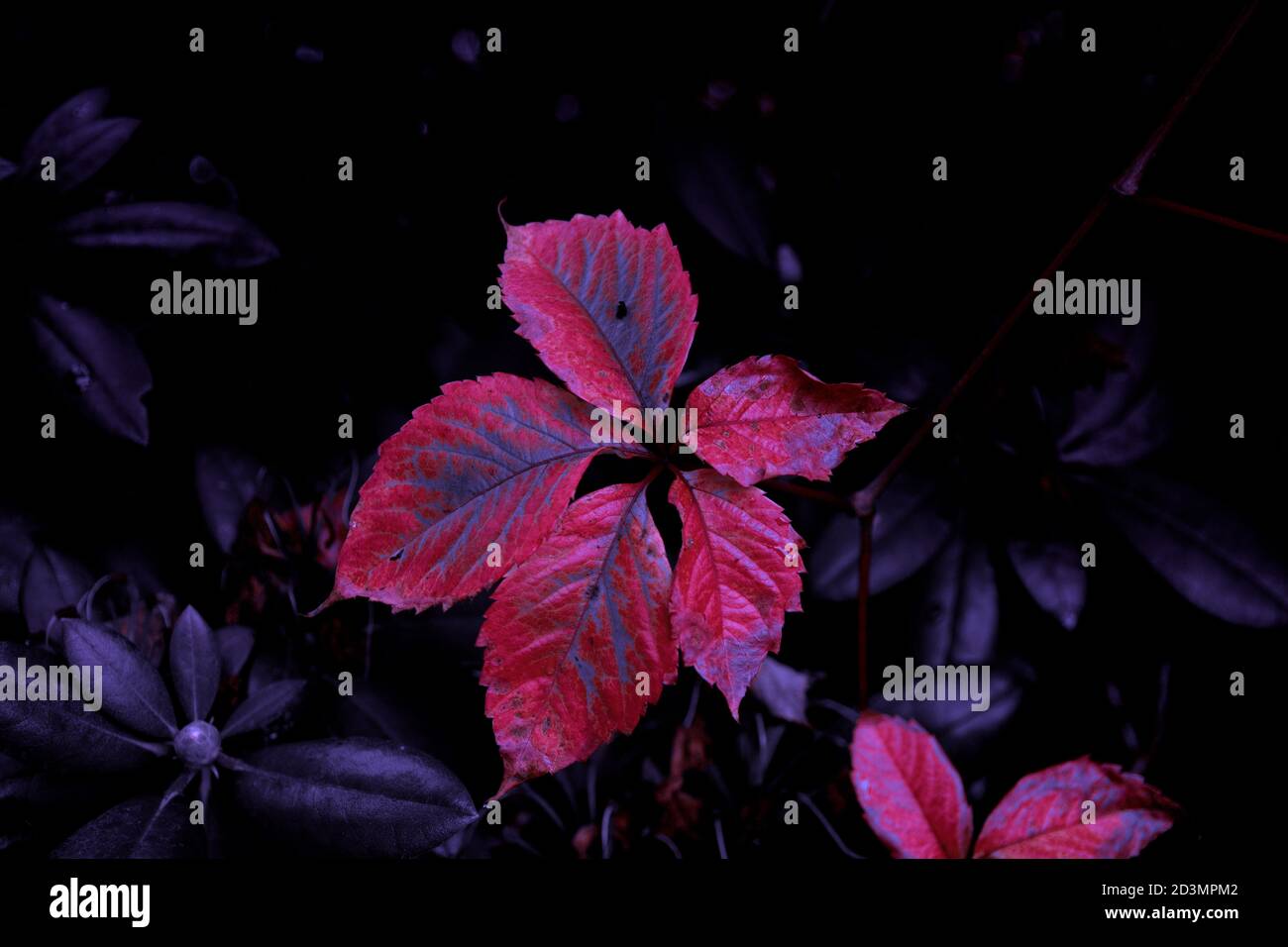 Autumn fine art Stock Photo