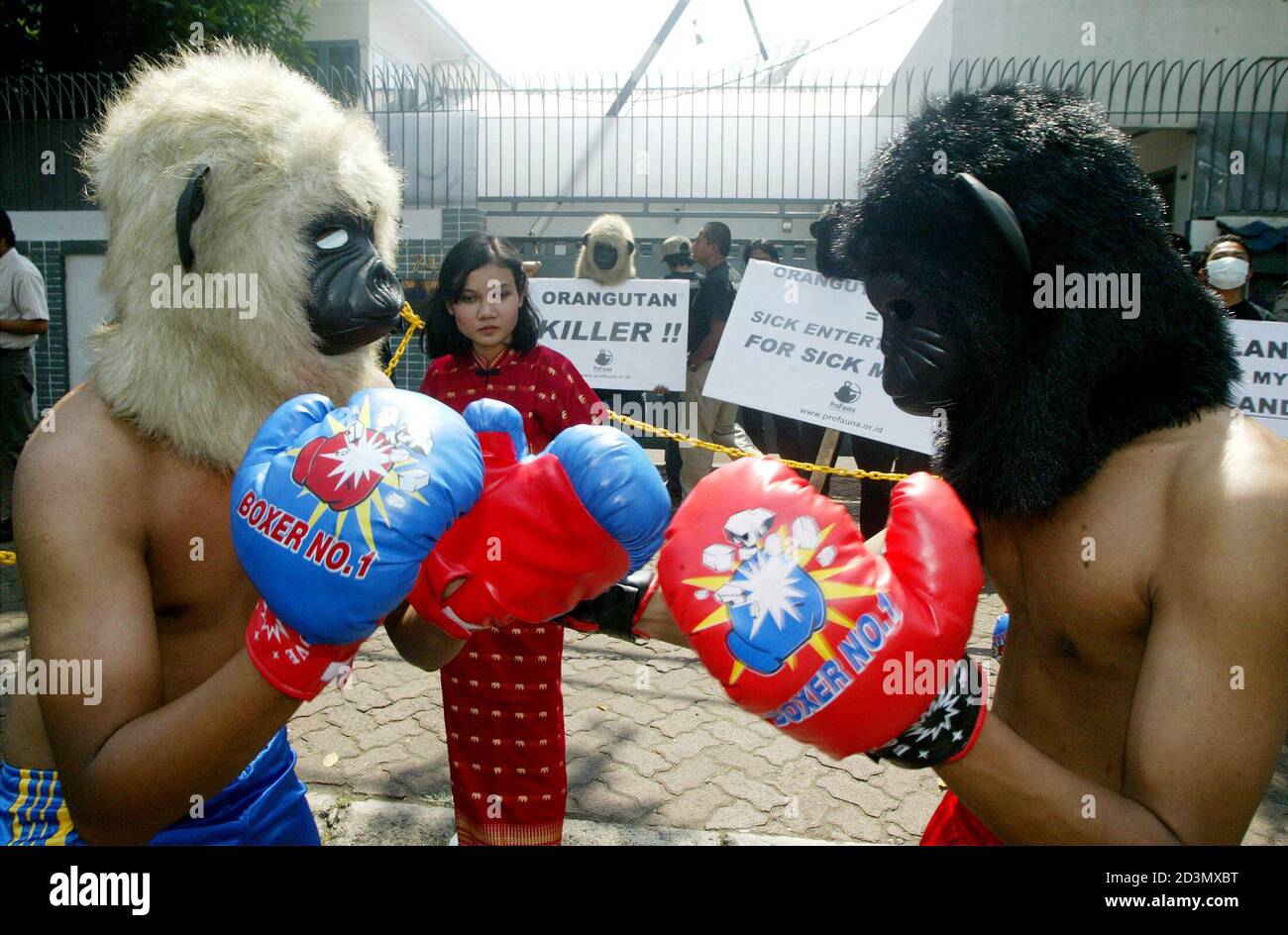 Indonesian environment activists mimick a primate boxing match in Jakarta to protest against alleged smuggling of orang-utans to Thailand.  Indonesian environment activists wear orang-utan masks during a performance of a boxing match, mimicking the primate show at a Bangkok zoo, in front of the Thai embassy in Jakarta August 19, 2004. The protesters marched to the embassy to protest against the alleged smuggling of the endangered orang-utans to Thailand. Thai police recently shut down a Bangkok zoo infamous for its kick-boxing primates. Wild orang-utans are now only found in the jungles of Mal Stock Photo