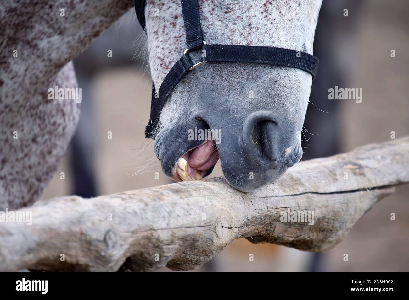 Horse teeth brush hires stock photography and images Alamy