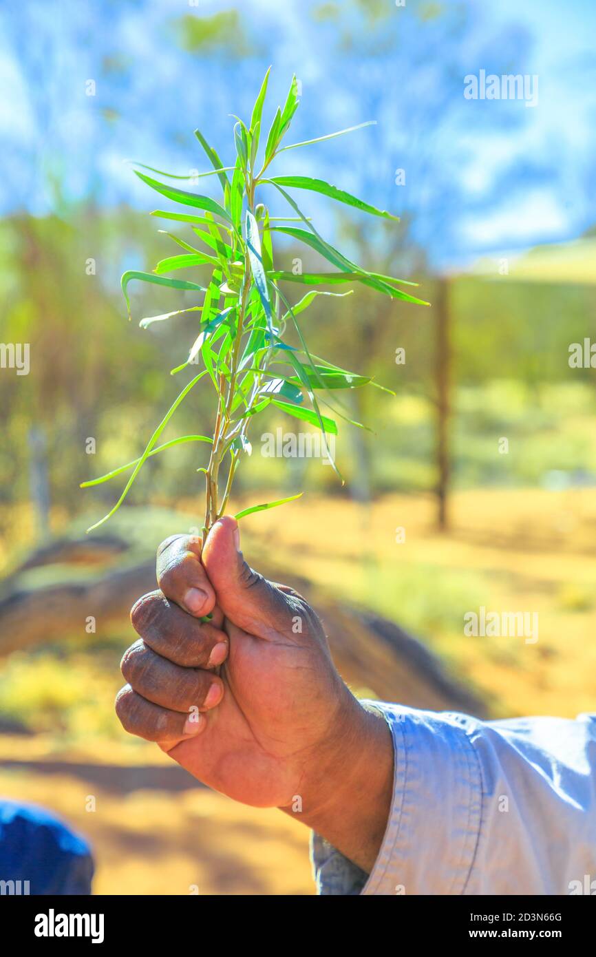 Kings Creek, Australia - Aug 21, 2019: Australian aboriginal native man shows in his hand the bush plants used during the traditional smoking ceremony Stock Photo