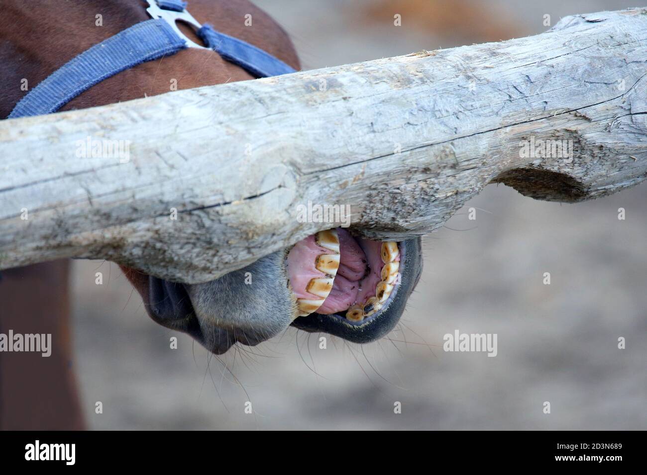Horse Mask Brushing Teeth