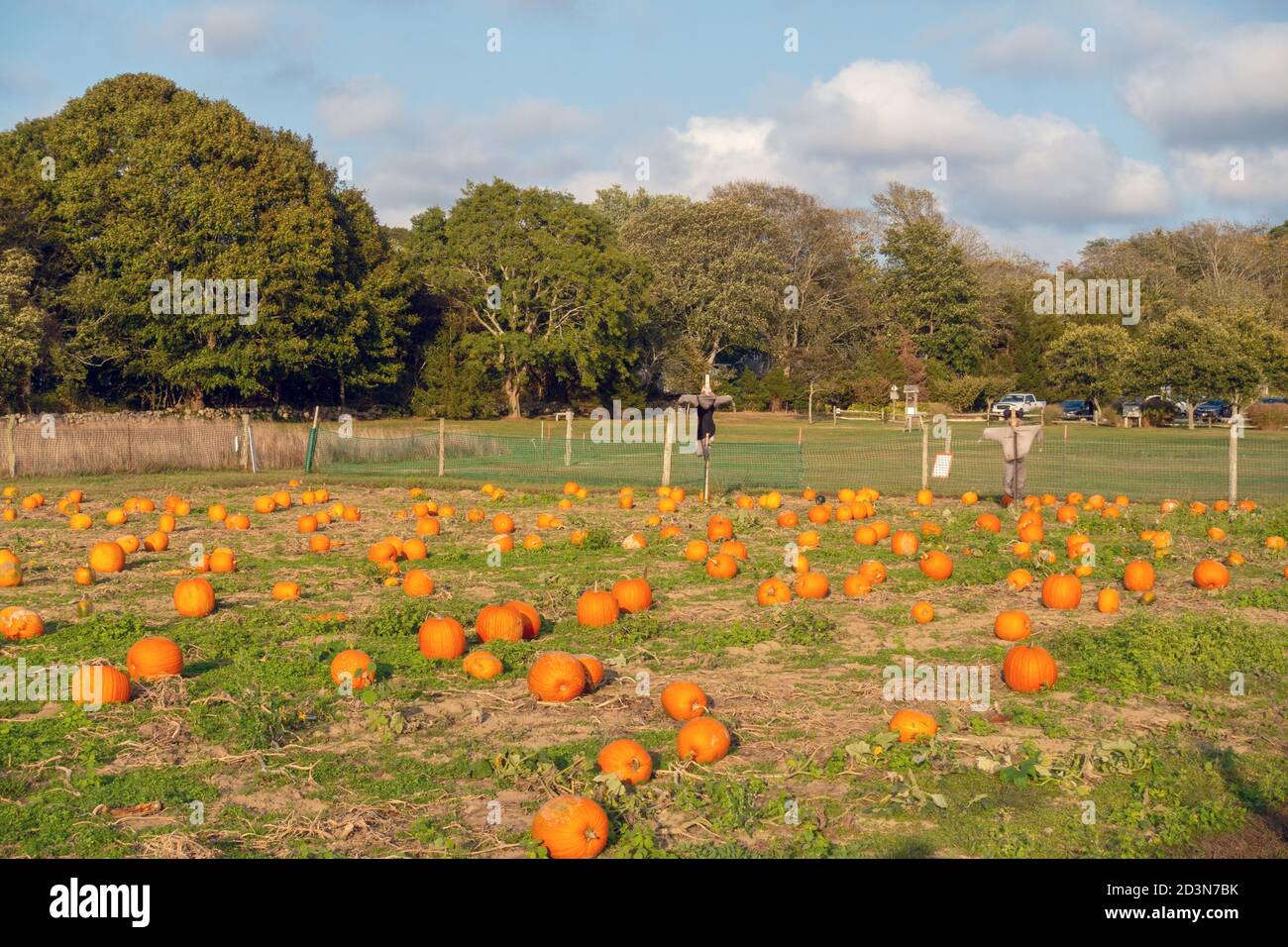 Field of Pumpkin plants in September at Bourne Farm, Falmouth, Cape Cod, Massachusetts in New England USA Stock Photo