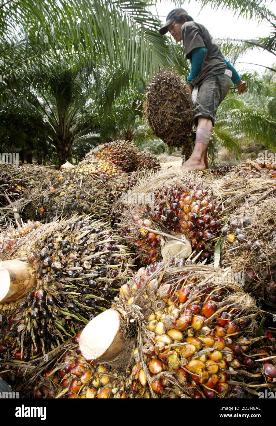 Contains palm oil hires stock photography and images Alamy