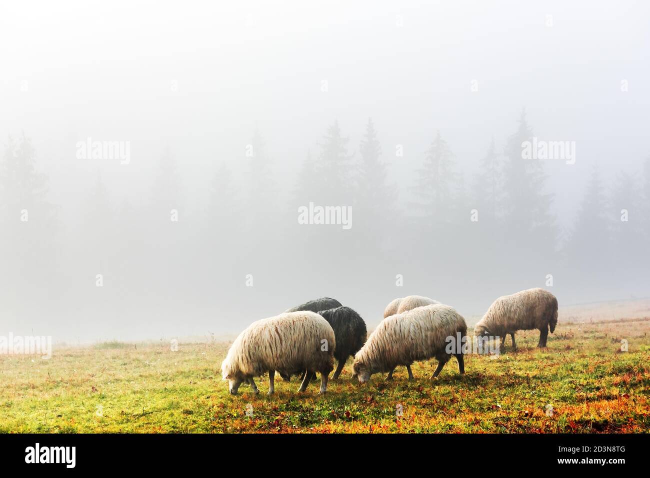 Herd of sheeps in foggy autumn mountains. Pine forest on background. Carpathians, Ukraine, Europe. Landscape photography Stock Photo