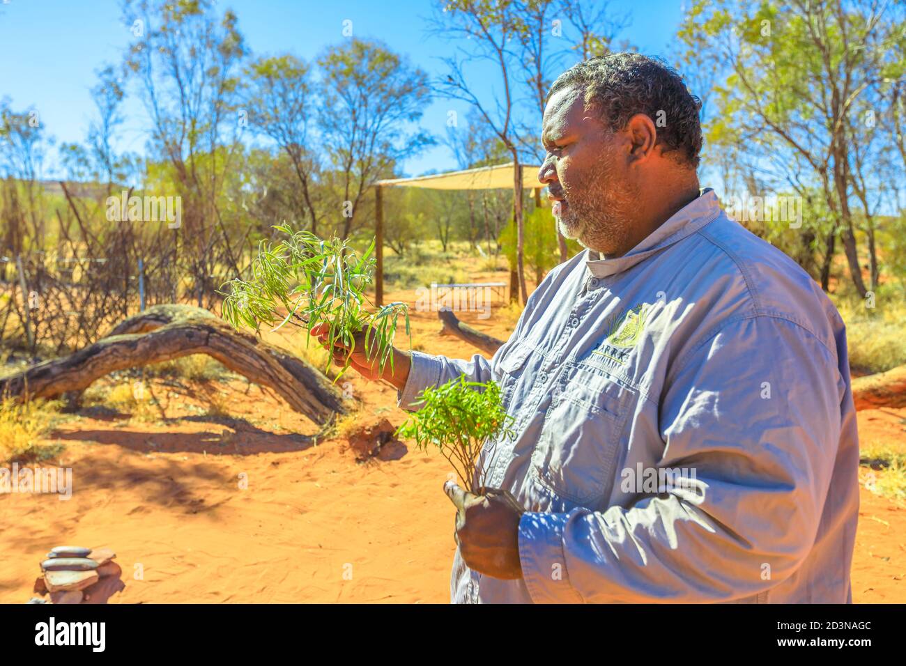 Kings Creek, Australia - Aug 21, 2019: Australian aboriginal native man shows the bush plants used during the traditional smoking ceremony of local Stock Photo