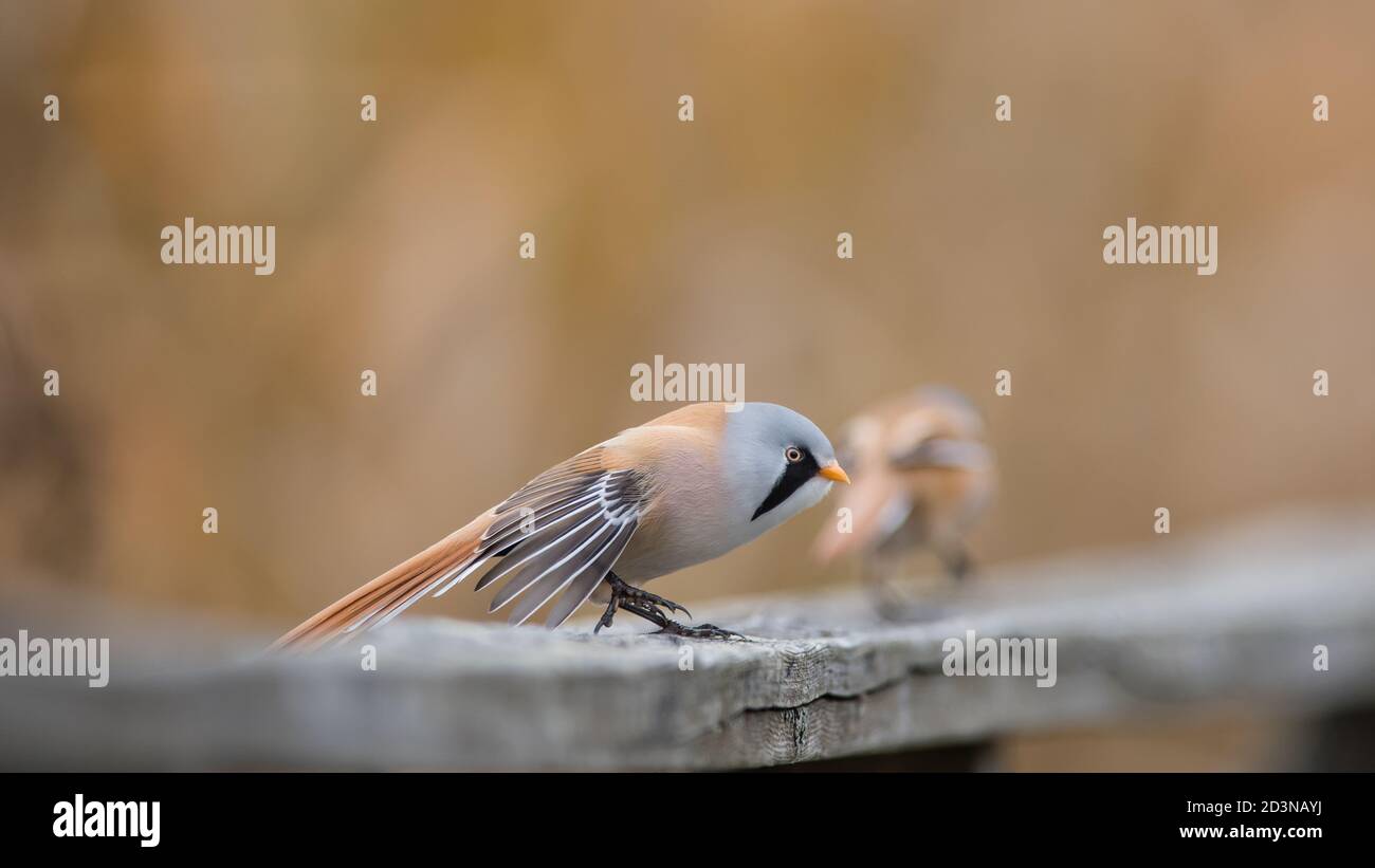 The pair of bearded reedling (Panurus biarmicus) on the wooden handrail. The male bearded reedling is stretching his wings with a nice defocussed back Stock Photo