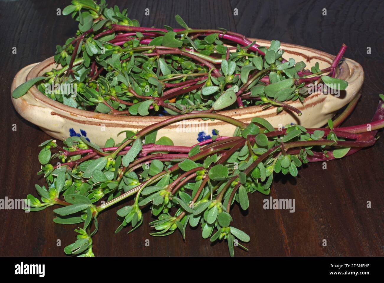 purslane-portulaca-oleracea-leaves-close-up-stock-photo-alamy