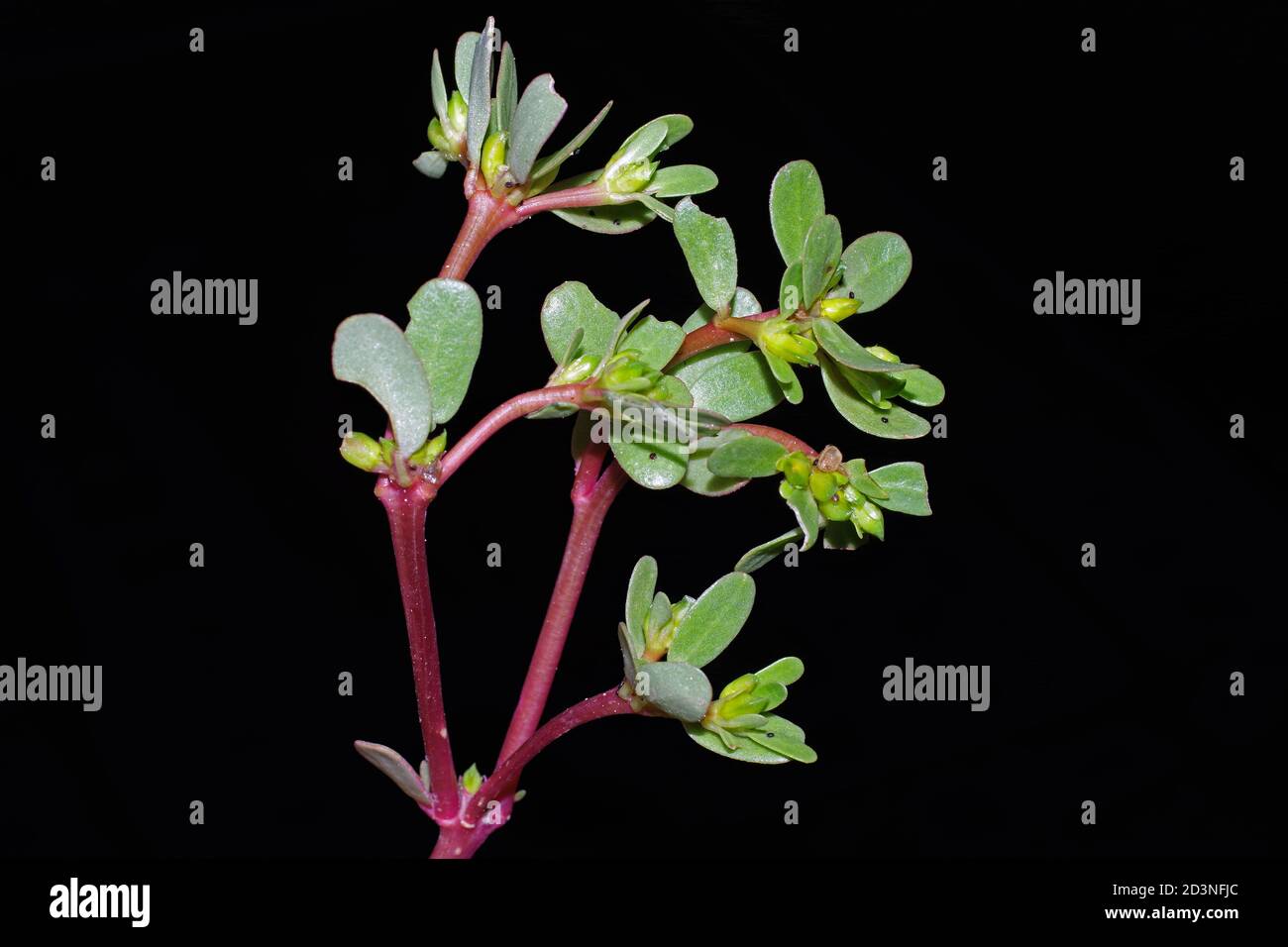 purslane-portulaca-oleracea-leaves-close-up-stock-photo-alamy