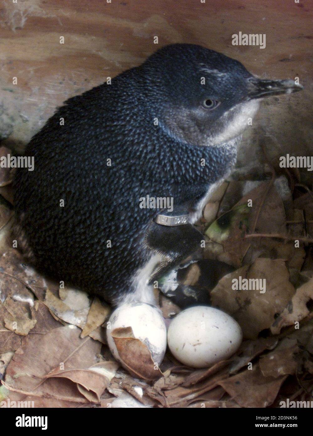 A Little Penguin or more commonly referred to as Fairy Penguin sits protecting her eggs in a man-made hutch on the foreshore of Sydney Harbour October 25, 2001 as National Parks and Wildlife Serice (NPWS) officers conduct studies on the endangered species. The 70 breeding pairs of penguins is believed to be the only colony to inhabit a major city in the world, with the decline in the formerly extensive population believed to be attributed to habitat destruction by urban develoment and predation from cats and dogs. REUTERS/Mark Baker  MDB/DL Stock Photo