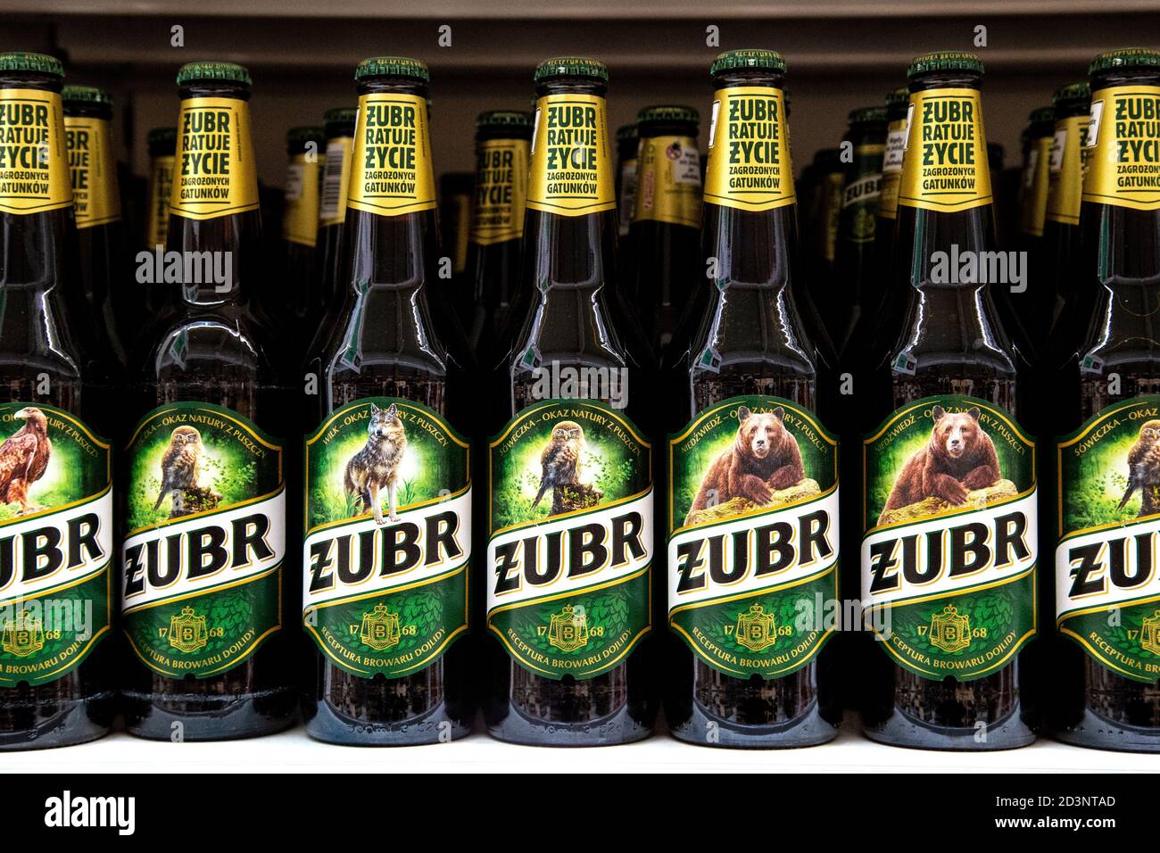 Polish beer Zubr on the shelf of a supermarket Stock Photo
