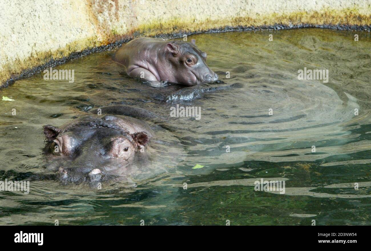 Berlin zoo hippo hippopotamus hires stock photography and images Alamy