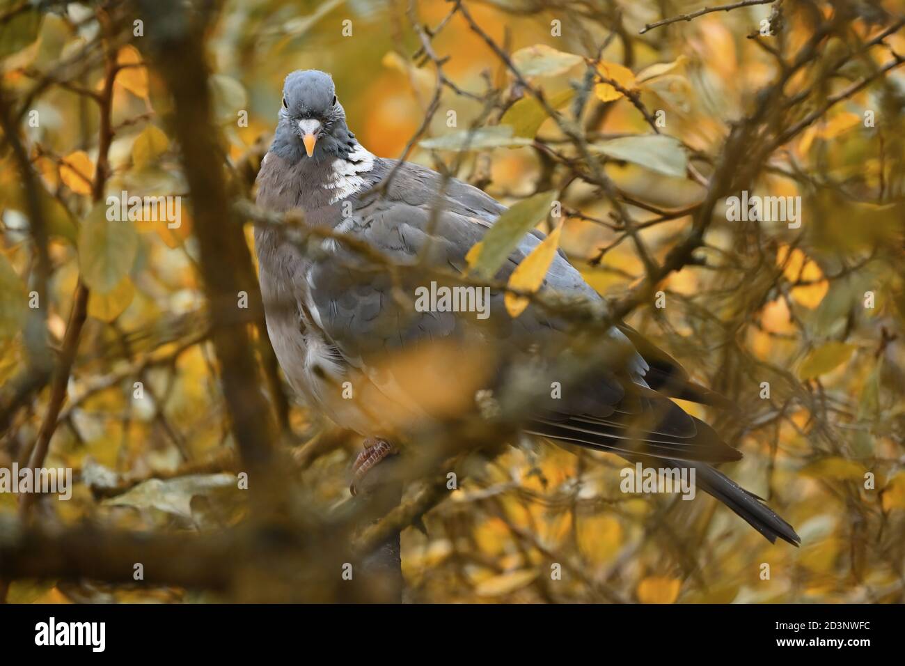 A wood pigeon on a branch, frontal view. Wild dove bird in colorful autumn foliage. Stock Photo