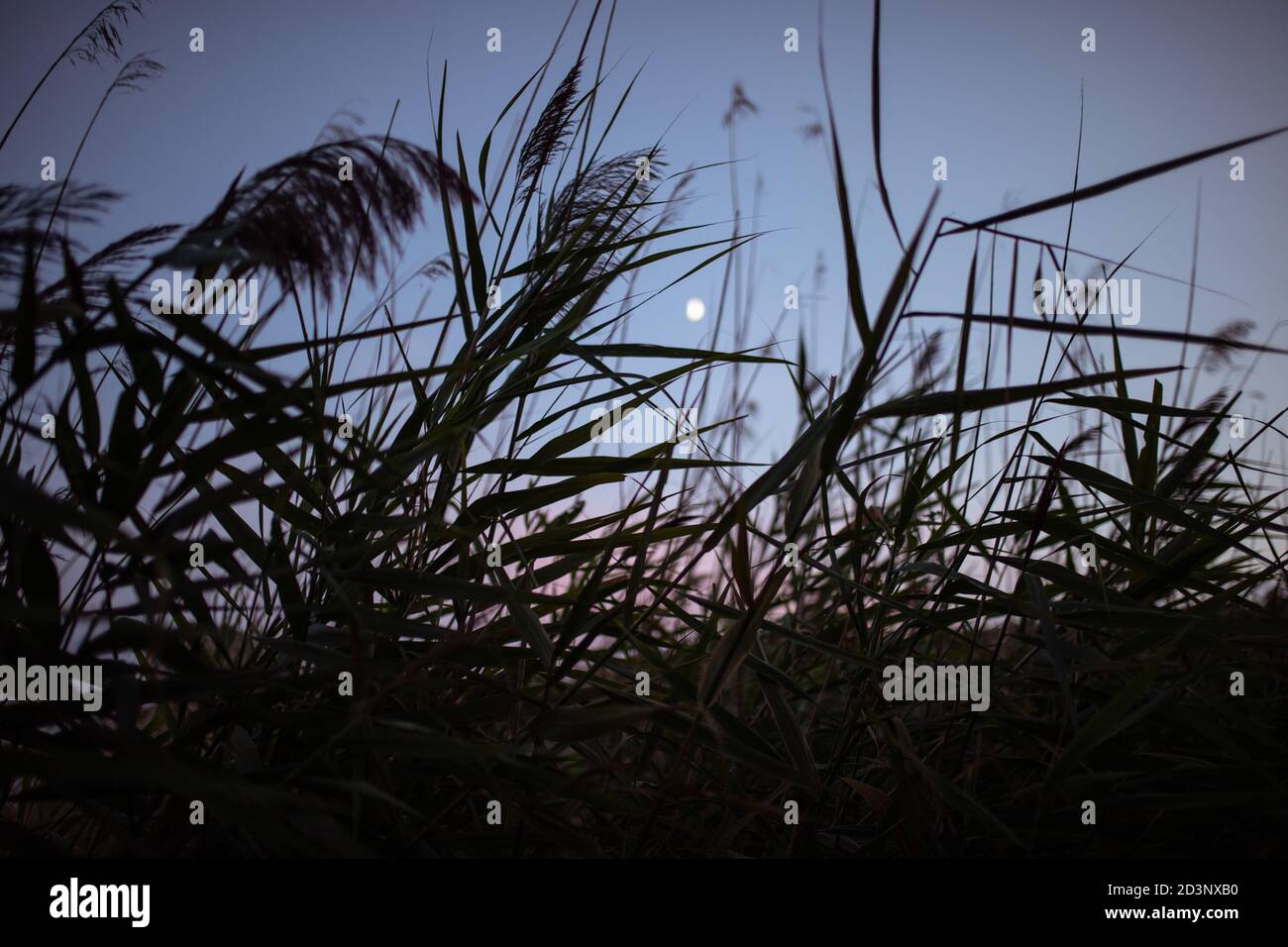 The bunch of phragmites or common reed is in front, and pink and blue dusk skies with the waning moon in the background Stock Photo