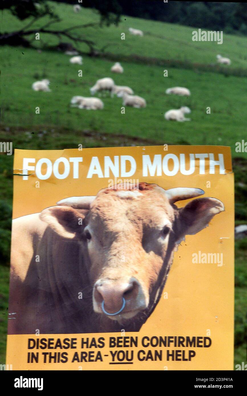 Sheep contaminated foot mouth disease hires stock photography and images Alamy