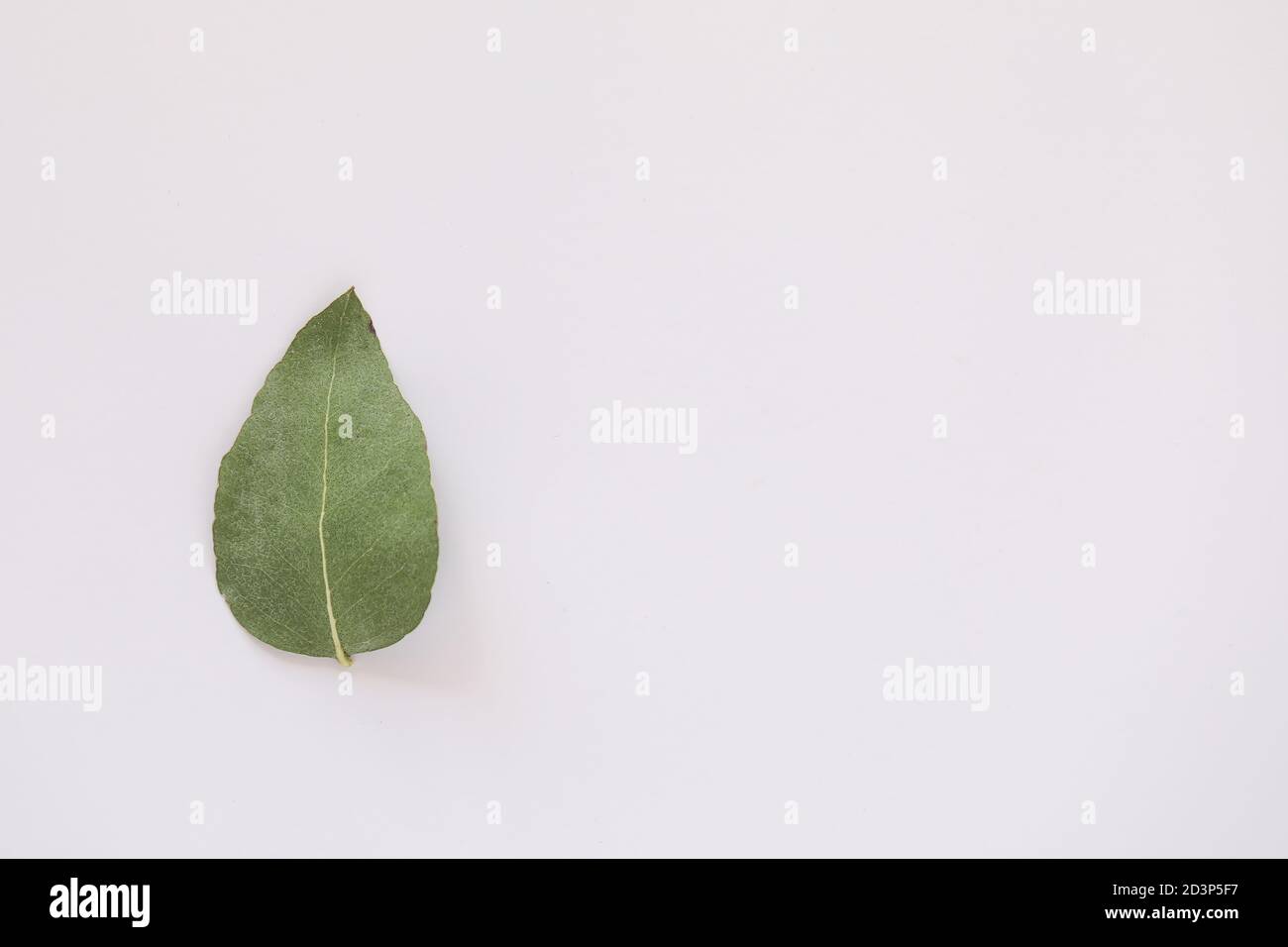 Simple flat lay image featuring single upside down gum leaf on white background with copy space Stock Photo