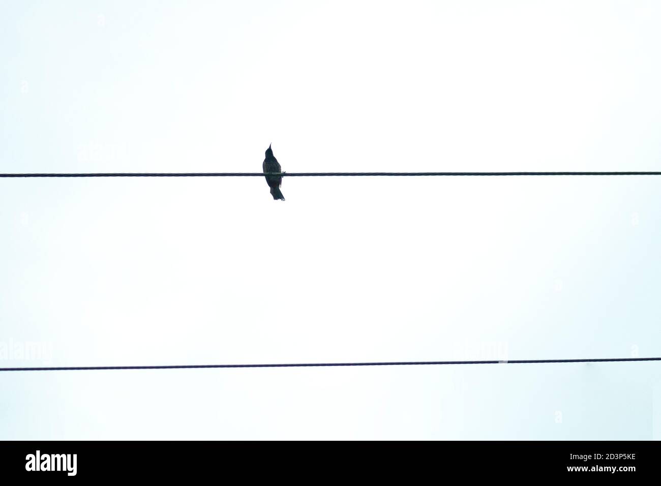 Bird alone on the high voltage electric wire on the white background Stock Photo