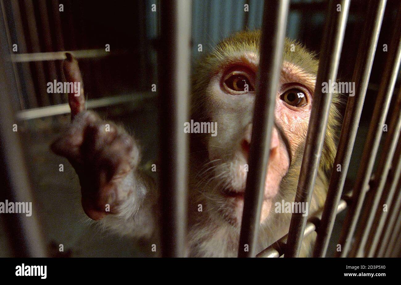 A Rhesus Maquac monkey looks out of its cage after being rescued from the  India's National Institute of Virology in Pune, 160km (100 miles) south of  Bombay, May 15, 2002. [People of