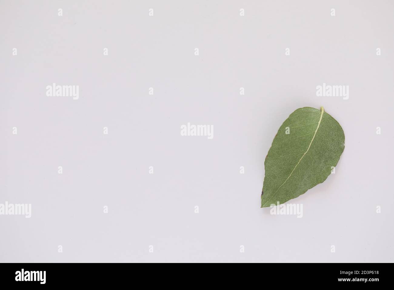Simple flat lay image featuring single upside down gum leaf on white background with copy space Stock Photo